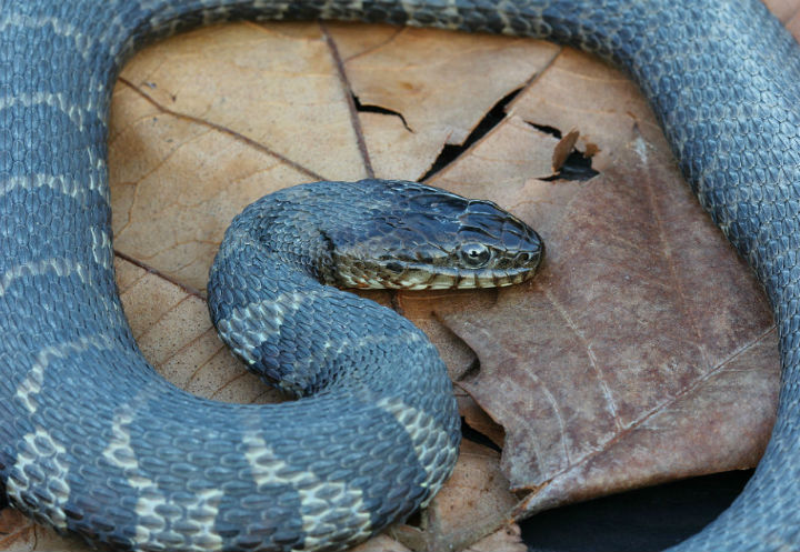 Northen Water Snake